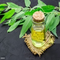 Eucalyptus Oil Picture